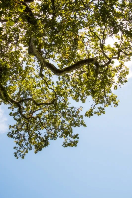 Sessile oak II, Heligan Gardens. 2019.